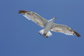 seagull in flight