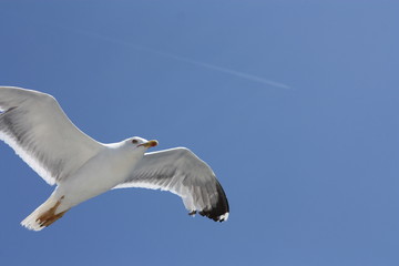 seagull in flight