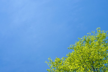 Isolated leaves in forest with blue sky background.