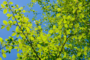 Isolated leaves in forest with blue sky background.