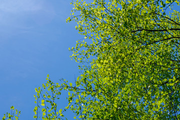 Isolated leaves in forest with blue sky background.