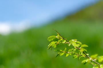 Isolated leaves in forest with blurred background.