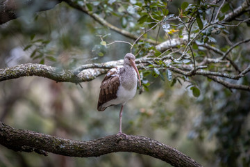 Juvenile Ibis 02