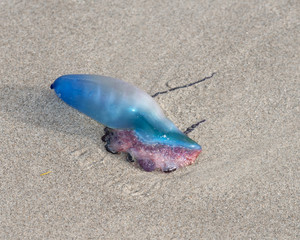 Blue and pink translucent Portuguese man o' war is on dry brown beach sand.