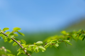 Obraz premium Isolated leaves in forest with blurred background.