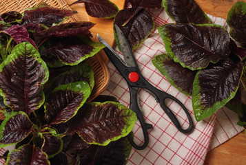 The red amaranth leaves with scissors while preparing to cooke