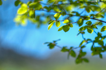 Isolated leaves in forest with blurred background.