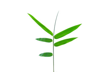 ฺBamboo Leaves background isolated on white background