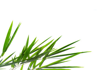 ฺBamboo Leaves background isolated on white background