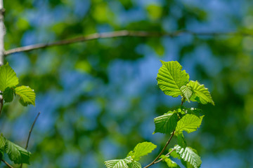 Isolated leaves in forest with blurred background.
