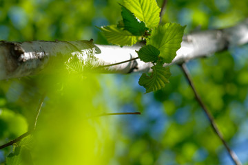 Isolated leaves in forest with blurred background.