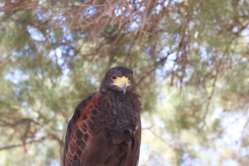 portrait of an eagle