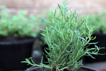 Fresh rosemary organic herb growing in a garden, cooking ingredients.