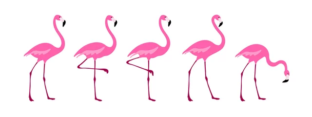 Foto op Aluminium Flamingo Flamingo clipart set. Tropische vogel tekening. Geïsoleerd op wit. Kleurrijk schattig cartoonontwerp.