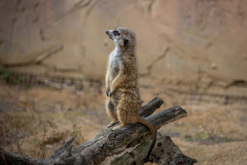 Meerkat 
