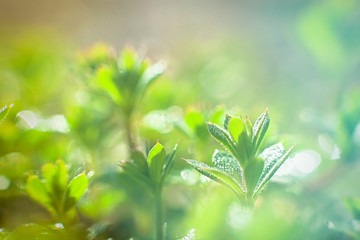 Galium aparine cleavers, clivers, Cleavers Galium aparine use in traditional medicine for treatment of disorders of lymph systems, diuretic and as detoxifier grass close-up