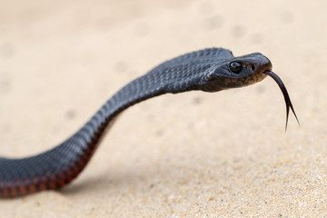 Red Belied Black Snake