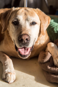 dramatic image of an expresive old yellow labrador with white hairs on his face.