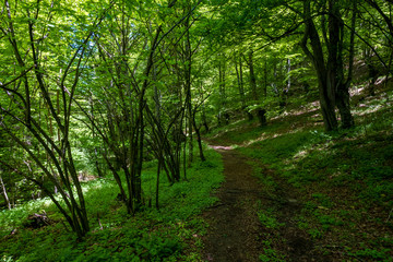 Fototapeta na wymiar Hiking trail through thick forest with sunbeams.