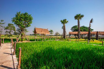 Paddy Cafe(na khaw)-Phitsanulok:18 December 2019,atmosphere in the cafe along the rice fields,...