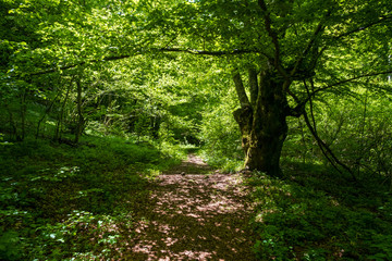 Fototapeta na wymiar Hiking trail through thick forest with sunbeams.