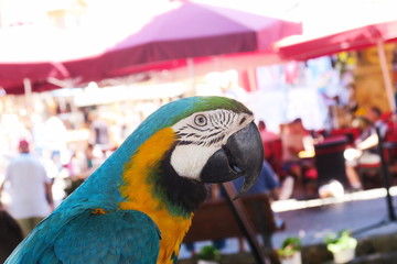 colorful parrot