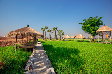 The blurred nature background of the green rice fields, and a seat to watch the scenery, a wooden bridge for taking pictures while traveling