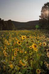 field of sunflowers