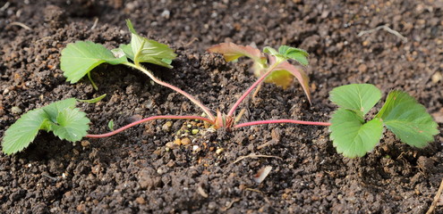 Planting strawberry seedlings