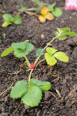 Planting strawberry seedlings