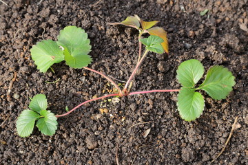 Planting strawberry seedlings