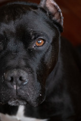 close up of pit bull