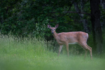 deer walking close by in tall grass