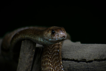 closeup of snake