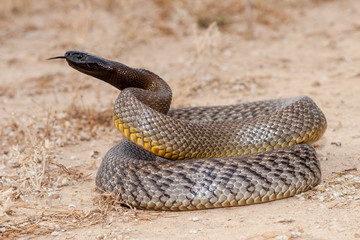 Inland Taipan  