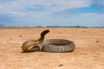 Inland Taipan in strike position