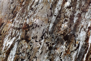 tree bark texture