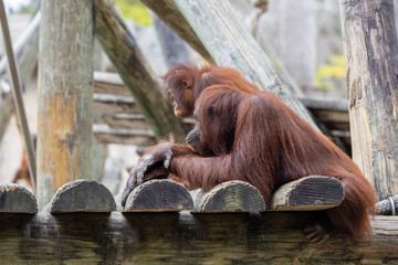 Orangutan