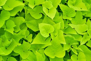 緑の色が鮮やかな芋の葉