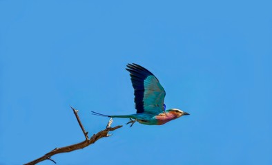 A Lilac-breasted roller (Coracias caudata) taking off from a tree branch, with its wings outstretched in flight, face and underbelly visible.
