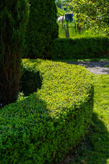 Boxwood hedge in the garden.