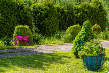 Path in the garden