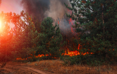  wildfire at sunset, burning pine forest .