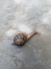 Cornu Aspersum Moving on Concrete Slab