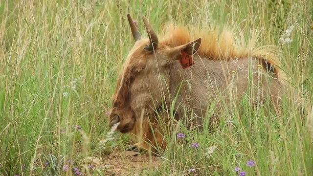 Brown wildebeest resting and sitting in tall grass field, south african wild life big five animals.