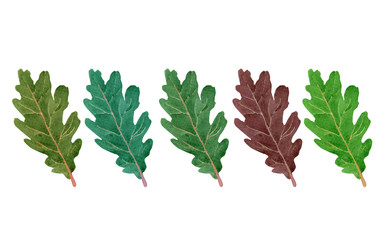 branch with green leaves isolated on white background