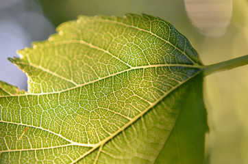 Textura de la verde hoja de mora