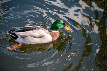 Pato de colores