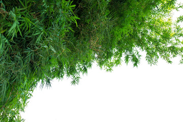 ฺBamboo leaves for background isolated on white background