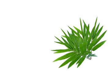 ฺBamboo leaves for background isolated on white background